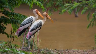 Uccelli acquatici nel TVS Eco Park di Hosur