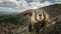 Marmotte ghiotte di antigelo: la vera minaccia nei parchi naturali USA