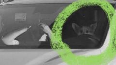 Multato da autovelox, ma alla guida c'era un cane. La foto virale