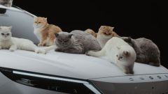 Nuova Omoda 7, lo spot tv coi gatti spiega una qualità ben precisa